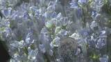 「母の日にさわやかなブルーの花束「デルフィニウム」を贈りませんか？ 北海道新ひだか町」の画像1