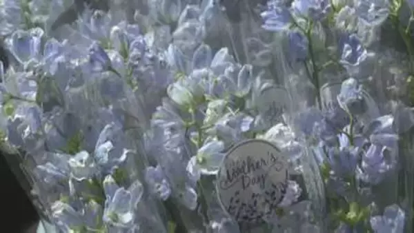 母の日にさわやかなブルーの花束「デルフィニウム」を贈りませんか？ 北海道新ひだか町