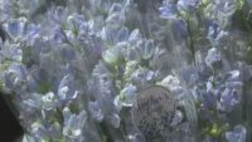 母の日にさわやかなブルーの花束「デルフィニウム」を贈りませんか？ 北海道新ひだか町