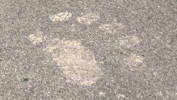 市街地に近い河川敷にヒグマの足跡とフン　散歩中の男性が見つけ通報　痕跡などからヒグマは山へ向かったか　電気柵や監視カメラ設置し警戒　北海道旭川市