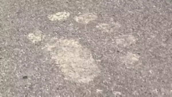 市街地に近い河川敷にヒグマの足跡とフン　散歩中の男性が見つけ通報　痕跡などからヒグマは山へ向かったか　電気柵や監視カメラ設置し警戒　北海道旭川市