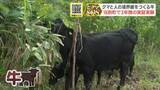 「クマと人の境界線をつくる牛　生活域への出没「里山の減少」が原因…雑草生い茂る土地にアンガス牛4頭を放牧し牛の力で“緩衝帯”を　3年間実証実験　当別町」の画像1