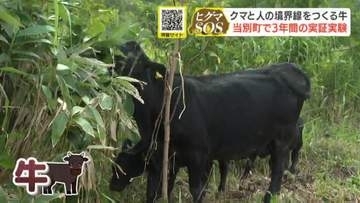 クマと人の境界線をつくる牛　生活域への出没「里山の減少」が原因…雑草生い茂る土地にアンガス牛4頭を放牧し牛の力で“緩衝帯”を　3年間実証実験　当別町