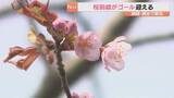 「北海道釧路市と網走市で桜が開花　桜前線ゴールを迎える」の画像1