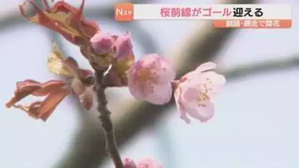 北海道釧路市と網走市で桜が開花　桜前線ゴールを迎える