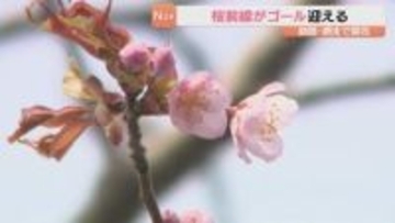 北海道釧路市と網走市で桜が開花　桜前線ゴールを迎える