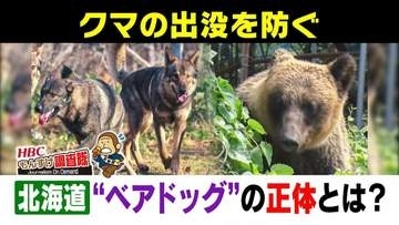 【クマ対策】「人里は恐ろしい」とクマに教え込む“ベアドッグ”の活動に同行！駆除を最後の手段にするため、今求められる「予防的対策」の現場