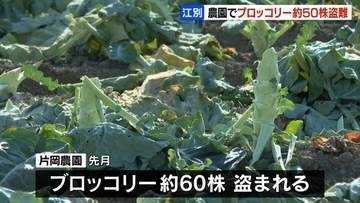 江別市の畑でブロッコリー約50株盗まれる　刈り取られた形跡　６月にも約60株が盗まれる被害