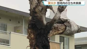 【不審火】団地内の立ち木が激しく炎上 札幌市白石区で木が焼ける 「外に出たら火柱が…」 放火の疑いで警察が捜査