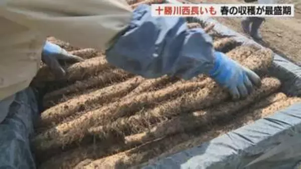 「十勝川西長いも」春の収穫が最盛期　シャキシャキとした食感と強い粘りが特徴　台湾、アメリカなどに輸出も