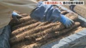 「十勝川西長いも」春の収穫が最盛期　シャキシャキとした食感と強い粘りが特徴　台湾、アメリカなどに輸出も