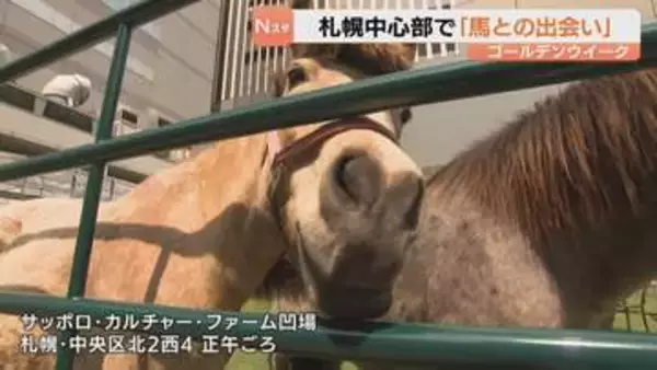札幌中心部でブラッシングや乗馬体験　"馬と触れ合える"イベントはじまる