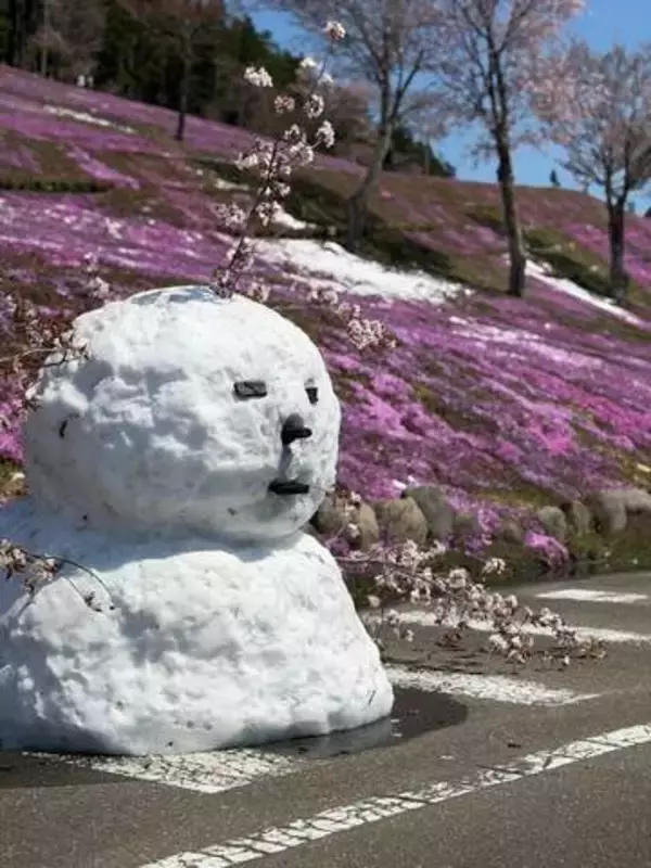 降雪⇒強風で倒木『芝ざくら滝上公園』が休園　北海道滝上町では約1200戸で停電《最大瞬間風速》統計史上1位となる29.０メートルを観測