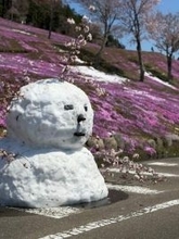 降雪⇒強風で倒木『芝ざくら滝上公園』が休園　北海道滝上町では約1200戸で停電《最大瞬間風速》統計史上1位となる29.０メートルを観測