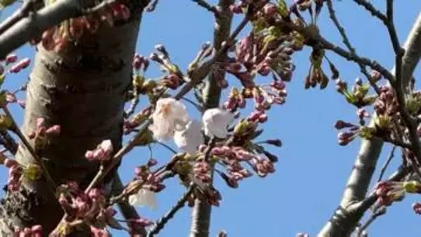 【速報】北海道に桜前線が上陸！松前町で午後3時に開花宣言　観測史上2番目の早さ