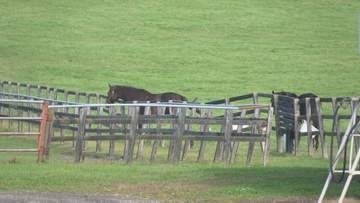 競走馬の仔馬を虐待した疑いで牧場と従業員を書類送検　北海道日高町