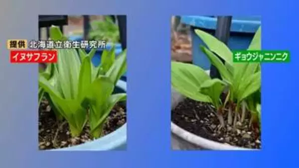 有毒植物「イヌサフラン」を山菜「ギョウジャニンニク」と誤って食べた70代女性死亡…自宅の庭に一緒に植えられる　札幌市保健所が誤食の注意呼びかけ