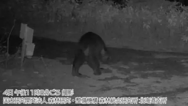 【クマ出没】箱わなで捕獲した体長1.2ｍのメスを駆除、5月以降出没を繰り返していたクマか…付近に設置のカメラには別のクマが記録　札幌市豊平区