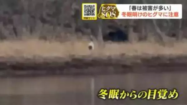 「「冬眠明け」のヒグマに注意！今年はすでに79件の通報　山菜採りシーズンに注意を「目撃・足跡・糞を見つけたら、すぐに通報を」」の画像