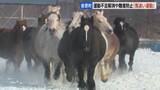 「雪煙を上げ疾走　農用馬の運動不足解消や難産防止に「馬追い運動」北海道・音更町の家畜改良センター十勝牧場で2月20日までの平日一般公開」の画像1