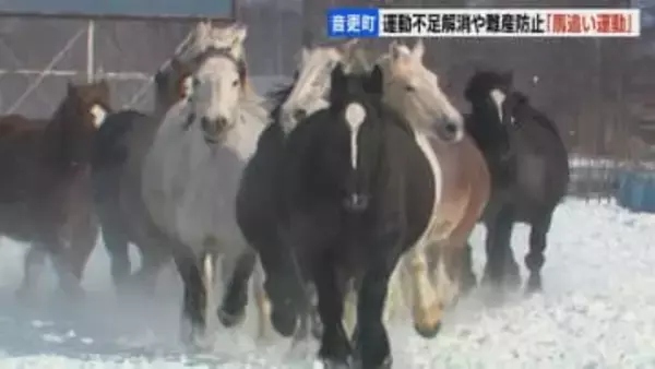 雪煙を上げ疾走　農用馬の運動不足解消や難産防止に「馬追い運動」北海道・音更町の家畜改良センター十勝牧場で2月20日までの平日一般公開