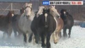雪煙を上げ疾走　農用馬の運動不足解消や難産防止に「馬追い運動」北海道・音更町の家畜改良センター十勝牧場で2月20日までの平日一般公開