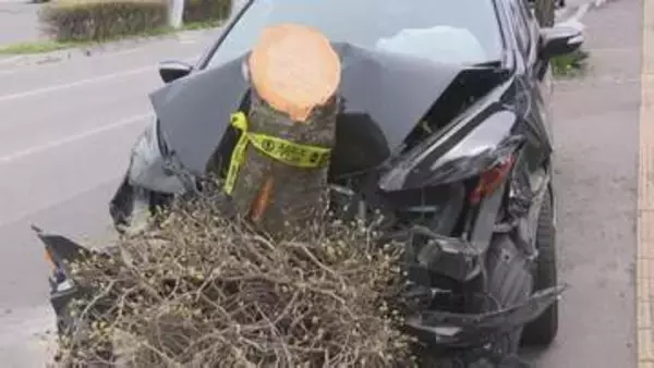 車2台が街路樹に衝突　60代くらいの男性が死亡「キー！みたいな音がしてドーンと」車3台が絡む事故のはずみで…北海道函館市