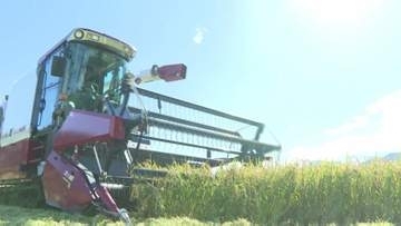 新米の季節  稲刈りスタート… 「ななつぼし」…天候に恵まれ生育順調、9月下旬店頭へ　北海道新十津川町