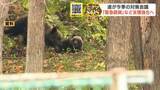 「前年比5倍のヒグマ対策関連費6億円、ガバメントハンター3人採用「緊急銃猟」など支援強化へ…北海道が関係機関と連携強化を確認【ヒグマSOS】」の画像1