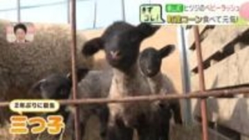 1日に10匹生まれる日も　北海道栗山町の農場でヒツジのベビーラッシュ　町産コーンを食べて元気に！