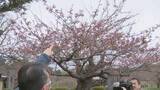 「【北海道松前町】桜の開花宣言まであと一歩！「あしたかなと思っている」桜前線はまだ北海道上陸ならず　函館は18日、札幌は19日予想」の画像1