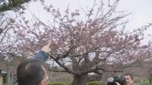 【北海道松前町】桜の開花宣言まであと一歩！「あしたかなと思っている」桜前線はまだ北海道上陸ならず　函館は18日、札幌は19日予想