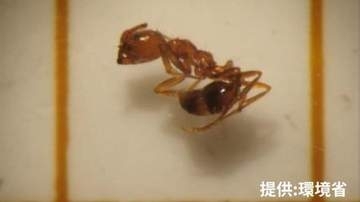 強い毒を持つ特定外来生物「アカカミアリ」新たに成虫約80匹と幼虫2匹見つかる　9月に約700匹見つかった石狩湾新港「見つけても素手で触らないで」環境省など呼びかけ