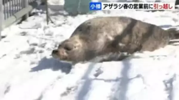 【おたる水族館】アザラシが春のお引っ越し　まるまると太った12頭が5か月ぶりに天然プールへ　愛らしい姿は14日から公開