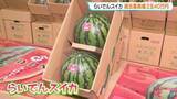 「2玉40万円の過去最高値『らいでんスイカ』初競り　競り落とした介護会社代表「子どもたちの笑顔が楽しみ」スイカは岩内町の児童養護施設へ」の画像1