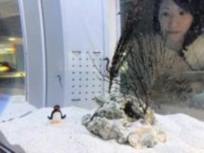 愛の伝え方多種多様　札幌の水族館・AOAOで企画展　「ピングー」コラボも