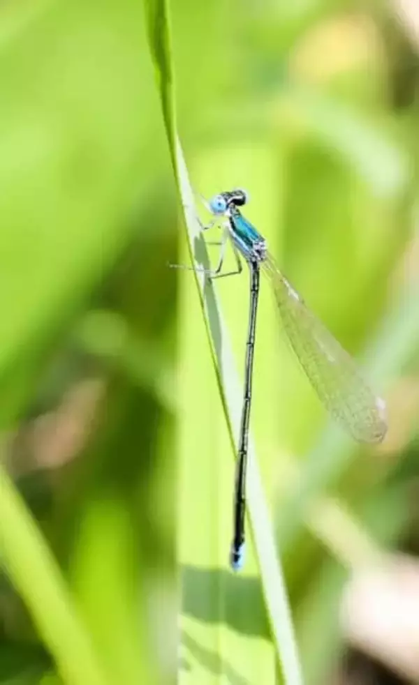 ＜記者の視点＞土砂に埋まる篠路福移湿原　失われる自然、危機感を　編集委員・関口裕士