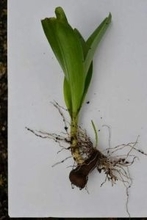 【速報】イヌサフラン誤食、札幌の70代女性死亡　ギョウジャニンニクと間違えたか