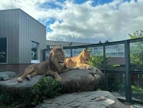 ライオン、仲良くなれるかな？　札幌・円山動物園で同居訓練開始　一般公開も