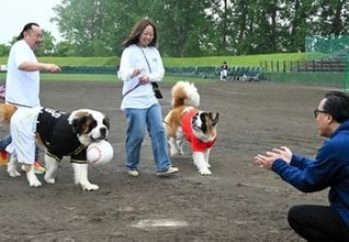 チャンピオン犬・ボスくん、始球式に挑戦　独立リーグ美唄ホーム戦盛り上げ