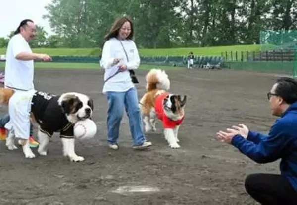 チャンピオン犬・ボスくん、始球式に挑戦　独立リーグ美唄ホーム戦盛り上げ