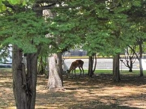近代美術館の敷地内にシカ居座る　札幌市などが警戒