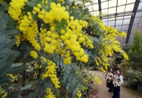 春めく黄色　ミモザ見頃　札幌・百合が原公園