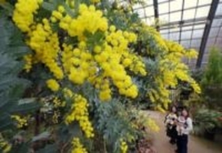 春めく黄色　ミモザ見頃　札幌・百合が原公園