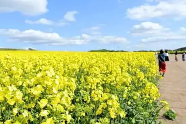 「黄」と「青」が鮮やかな季節＜菅井貴子のお天気コラム＞