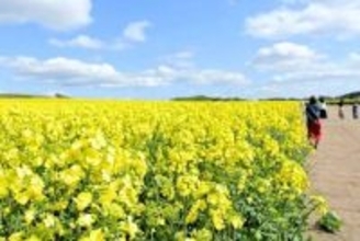 「黄」と「青」が鮮やかな季節＜菅井貴子のお天気コラム＞