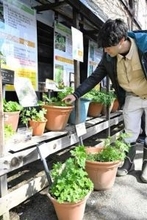 山菜と毒草、判別法知って　札幌・道立衛生研が展示　25日まで