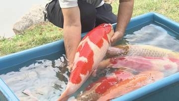 “鯉城”の堀にニシキゴイ約１１０匹を放流　養殖業者が広島城に寄贈