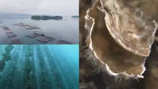 カキ大量死 推測要因など公表　【水産庁】