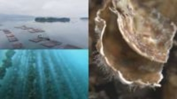 カキ大量死 推測要因など公表　【水産庁】